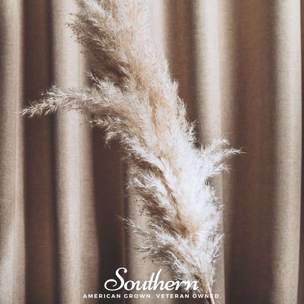 White Pampas Grass – 100 Seeds